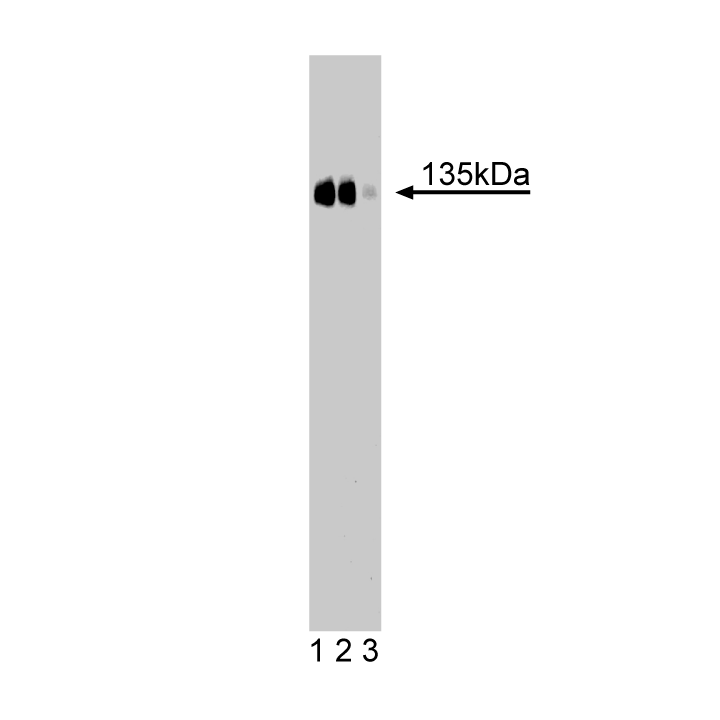 Purified Mouse Anti-CD49c
