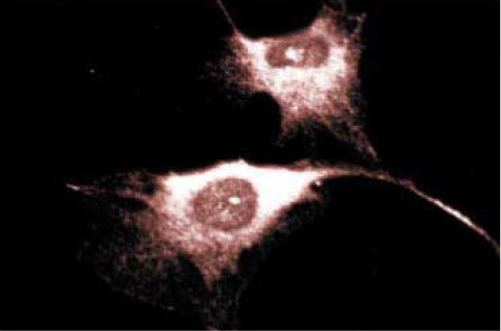 Purified Mouse Anti-Human CD38