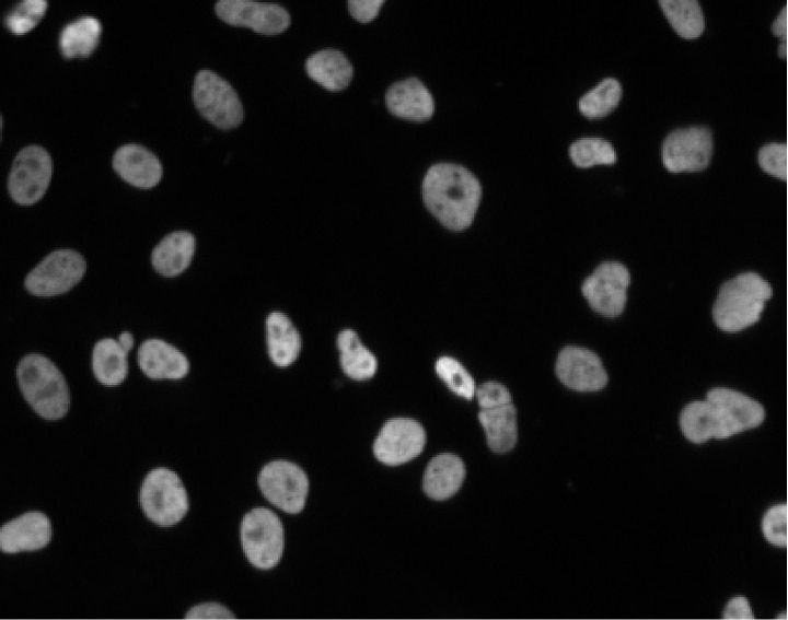 Purified Mouse Anti-p54 [nrb]