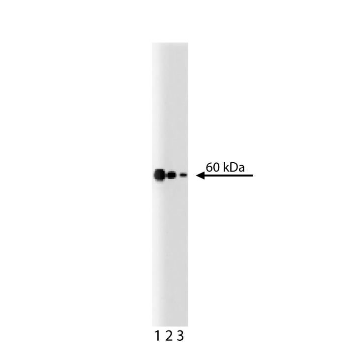 Purified Mouse Anti-p54 [nrb]