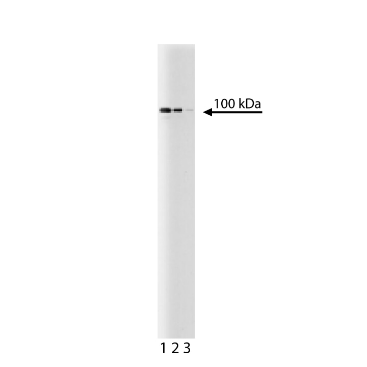 Purified Mouse Anti-Stat6