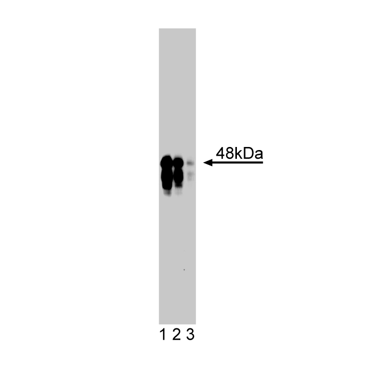 Purified Mouse Anti-IKKγ
