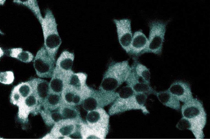 Purified Mouse Anti-IKKγ