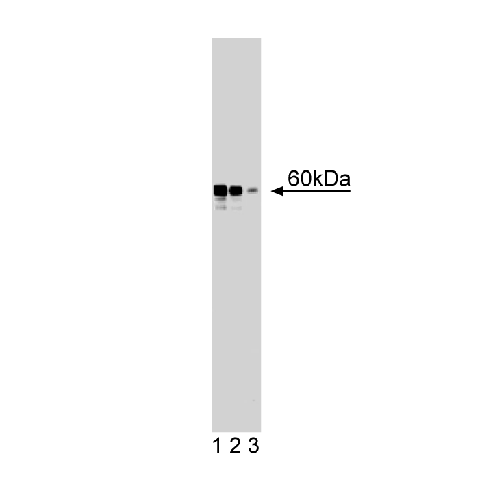 Purified Mouse Anti-hRAD9