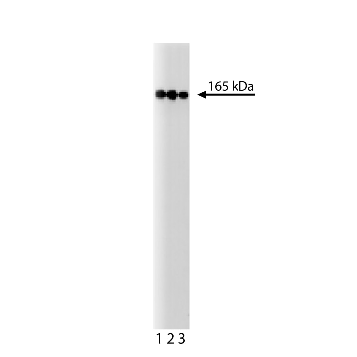 Purified Mouse Anti-Human PI3-Kinase C2β