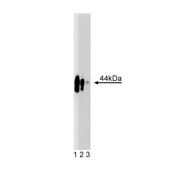 Purified Mouse Anti-CD40