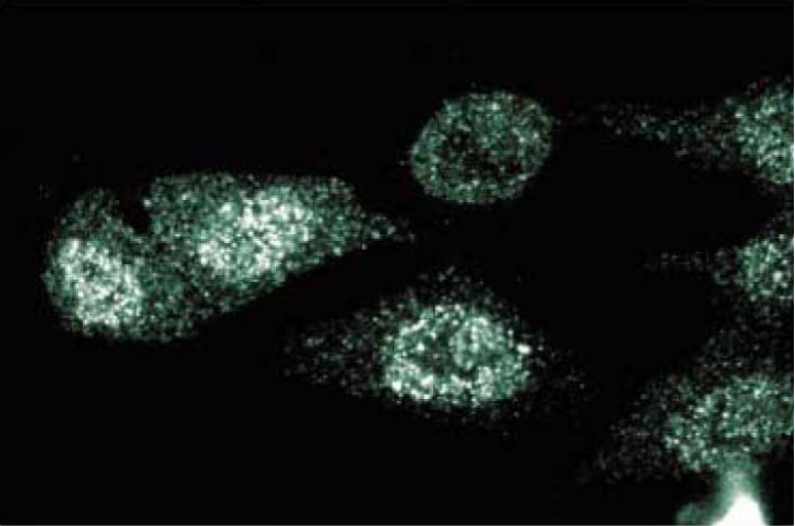 Purified Mouse Anti-CD40