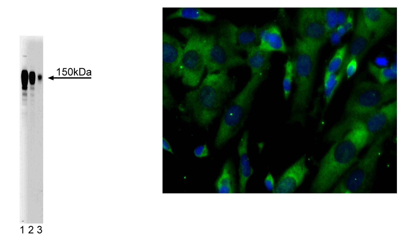 Purified Mouse Anti-Ataxin-2