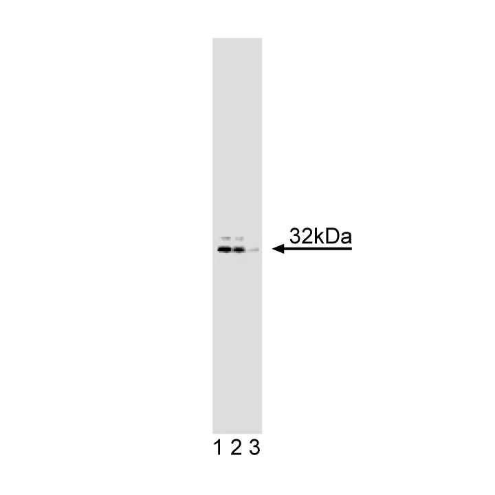 Purified Mouse Anti-DARPP-32