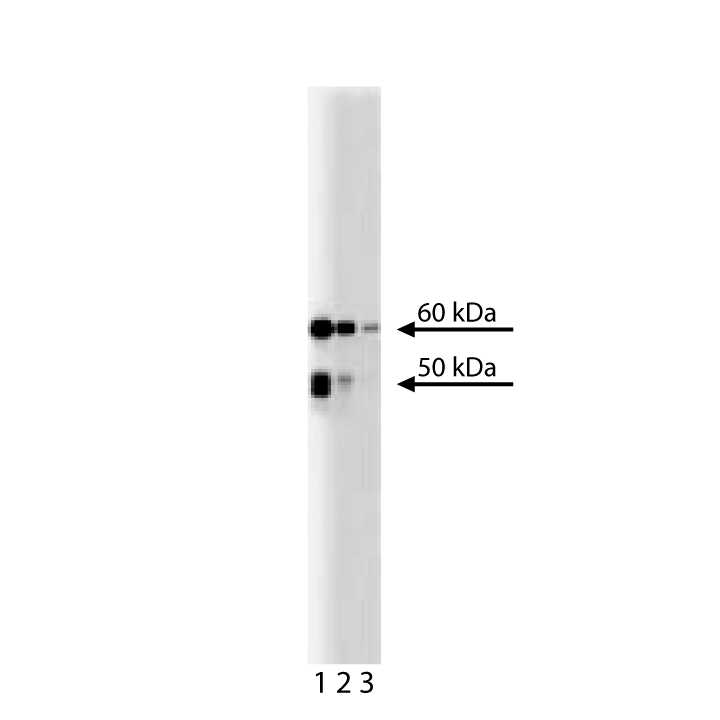 Purified Mouse Anti-Chk2