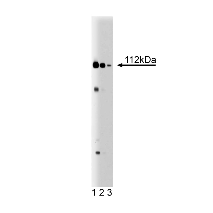 Purified Mouse Anti-Human Exportin-1