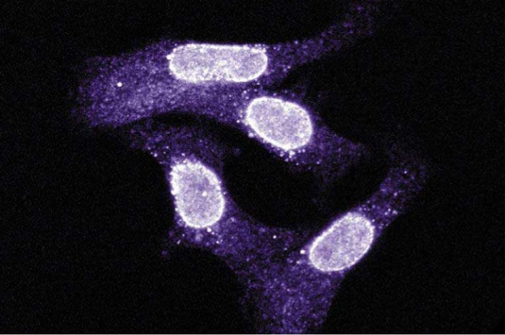 Purified Mouse Anti-Human Exportin-1