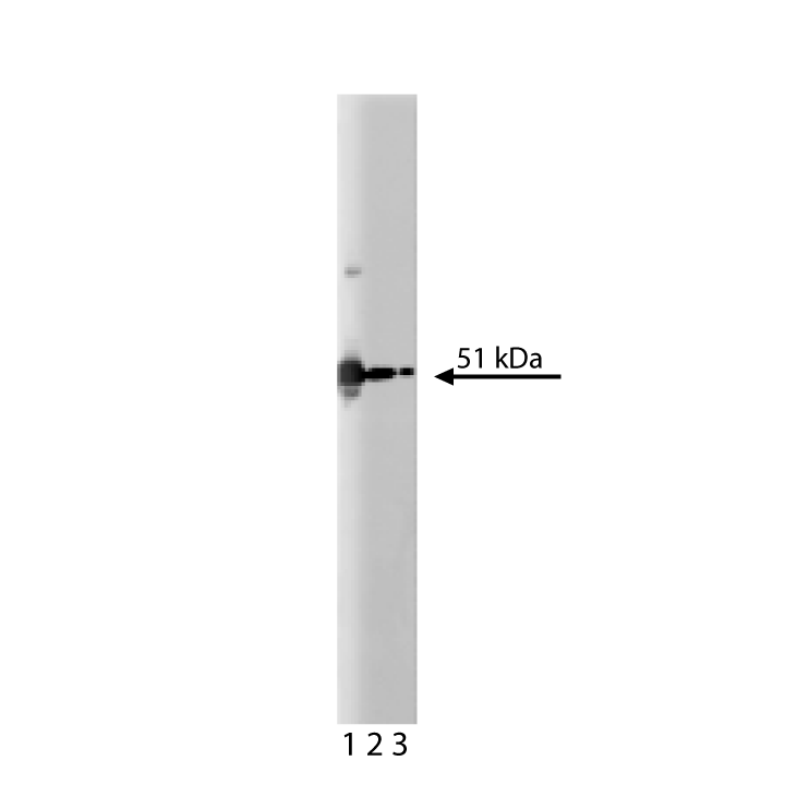 Purified Mouse Anti-PKA[RIIα]