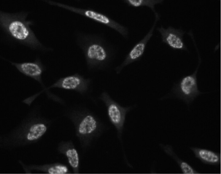 Purified Mouse Anti-GSK-3β (pY216)