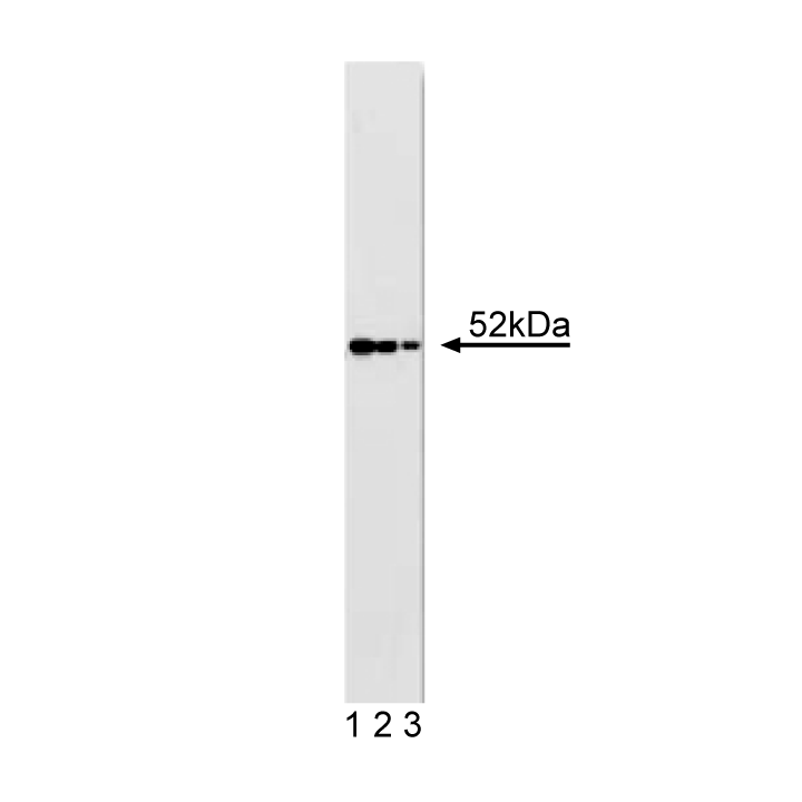Purified Mouse Anti-TIP49b