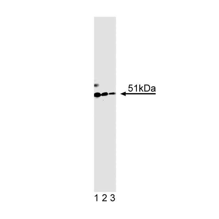 Purified Mouse Anti- HNF-1β