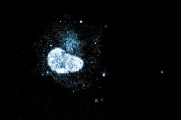 Purified Mouse Anti- HNF-1β