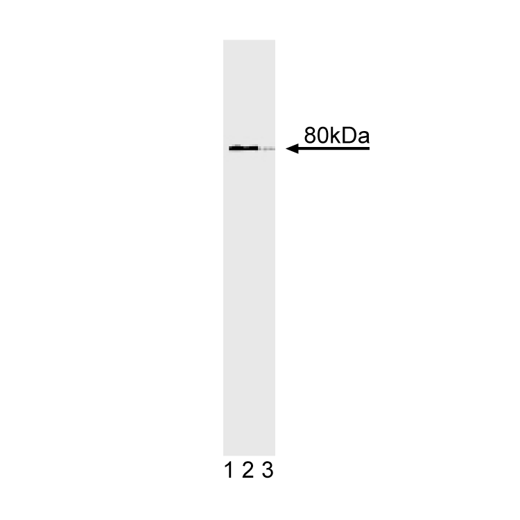 Purified Mouse Anti-hSlu7