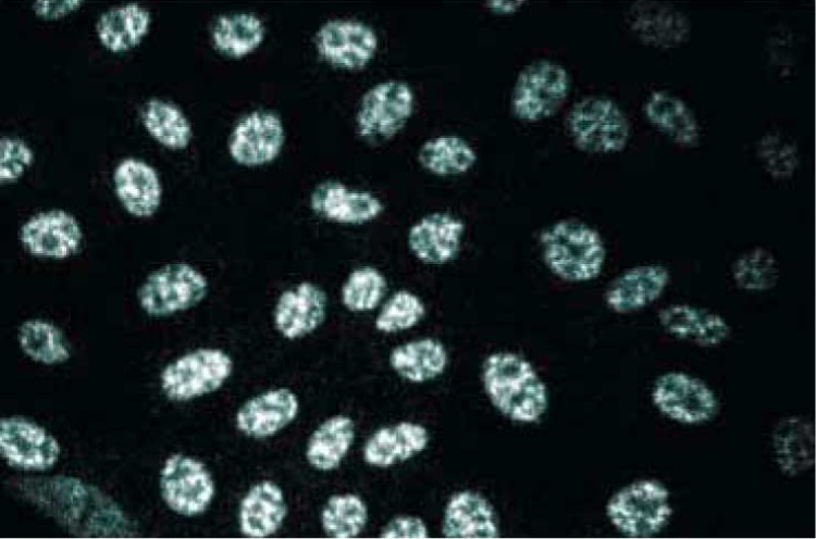 Purified Mouse Anti-hSlu7