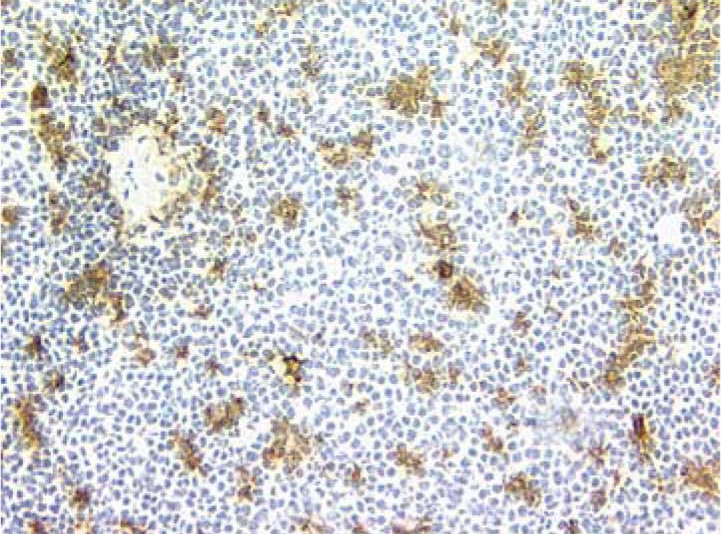 Purified Mouse Anti-Human CD11c for IHC