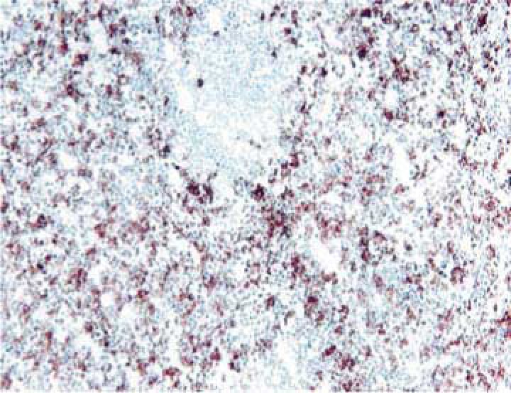 Purified Mouse Anti-Human CD16