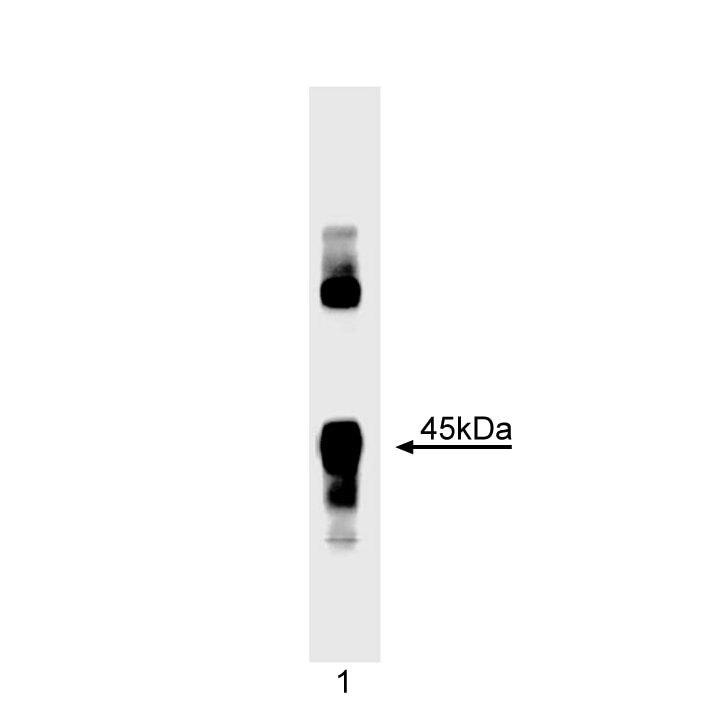 Purified Mouse Anti-MyoD
