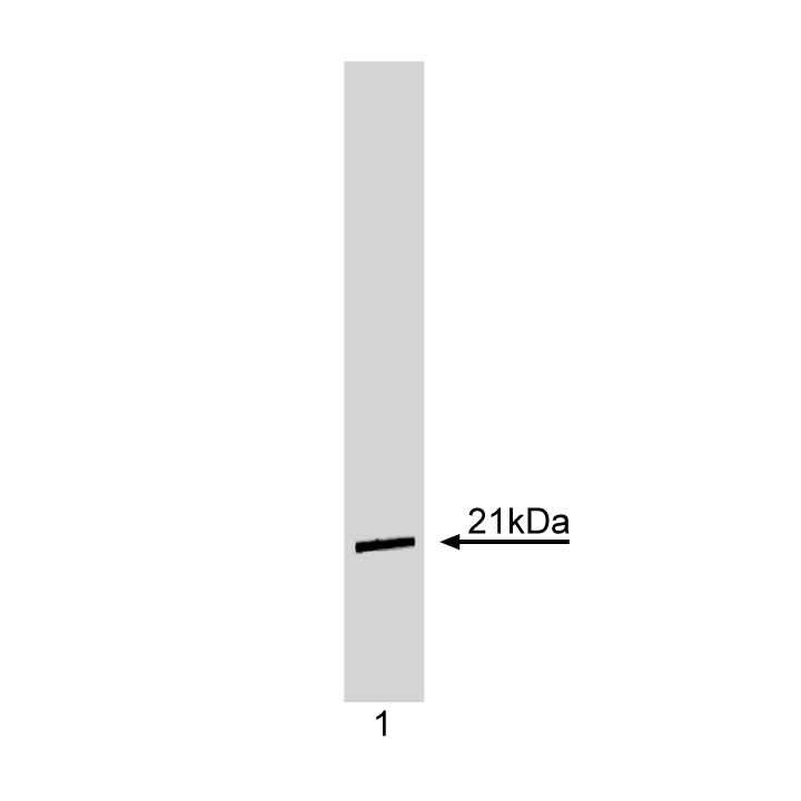 Purified Mouse Anti-Human p21