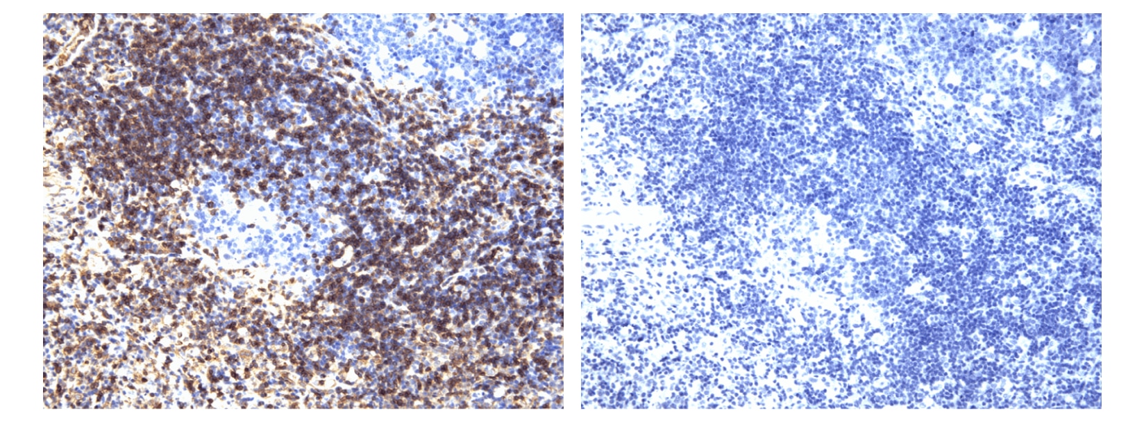 Purified Mouse anti-LAT (pY226)