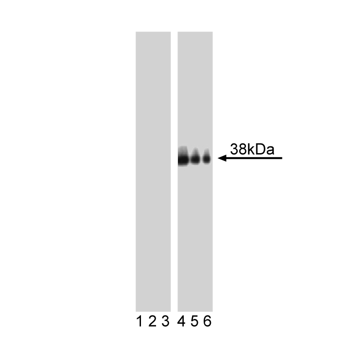 Purified Mouse anti-LAT (pY226)