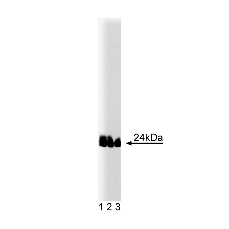 Purified Mouse Anti- Caveolin-1 (pY14)