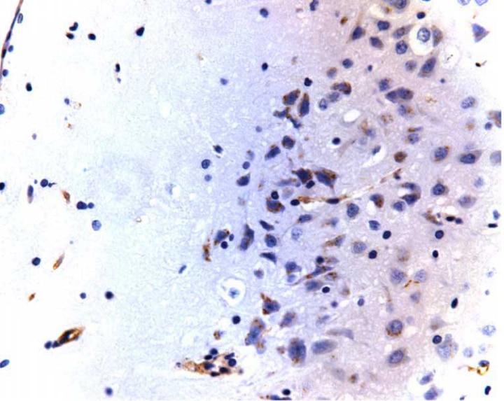 Purified Mouse Anti- Caveolin-1 (pY14)