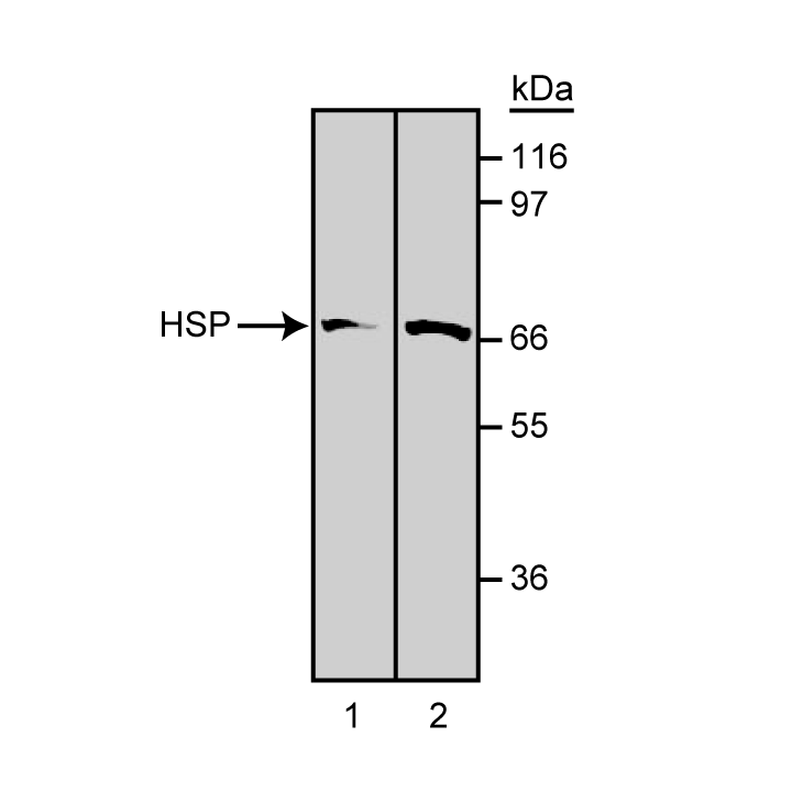 Purified Mouse Anti-Hsp70