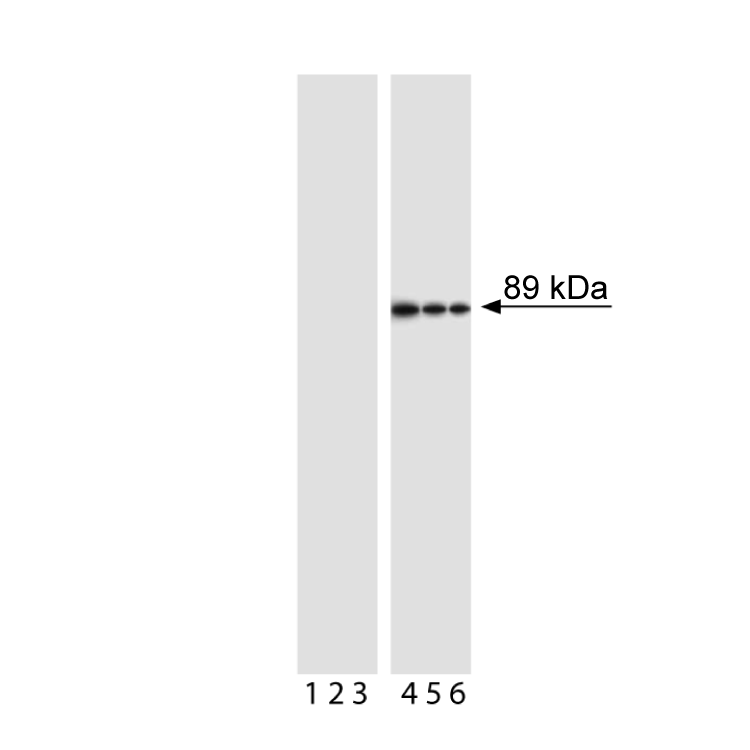 Purified Mouse Anti-Cleaved PARP (Asp214)