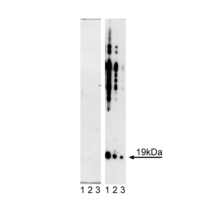 Purified Mouse anti-α-Synuclein (pY125)