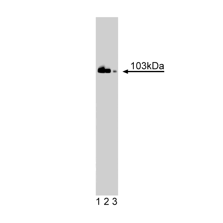 Purified Mouse Anti-DNA Ligase III