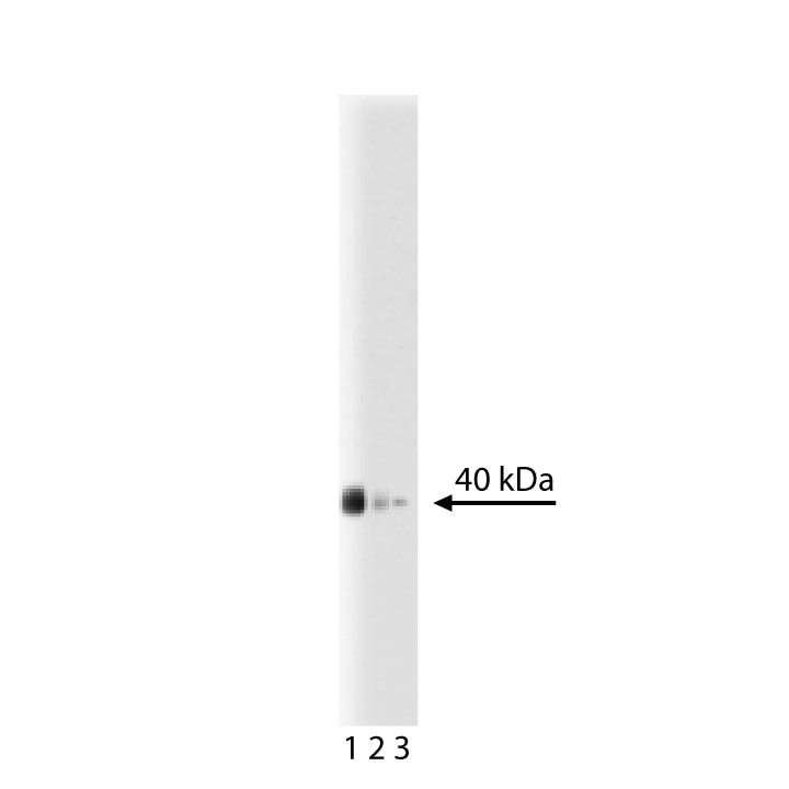 Purified Mouse Anti-Human Prostasin