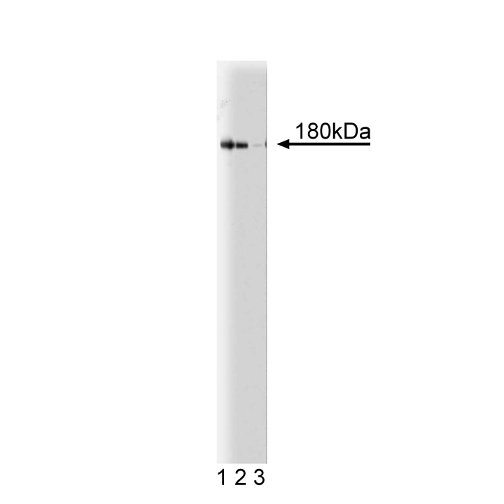 Purified Mouse Anti-NMDAR2A