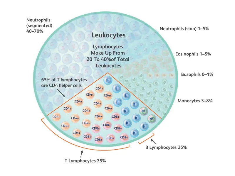 Average frequency of Leukocytes and lymphocyte subpopulations in a complete blood count