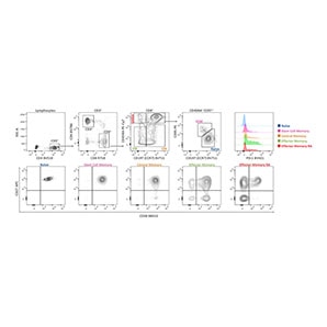 Differentiated Human T-Cell Subsets Thumbnail Differentiated Human T-Cell Subsets Thumbnail