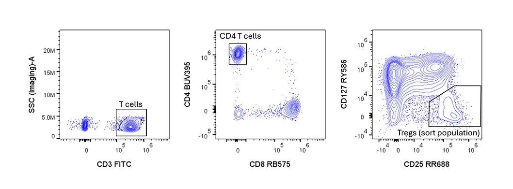 Human Regulatory T cell Gating strategy identification on BD FACSDiscover S8