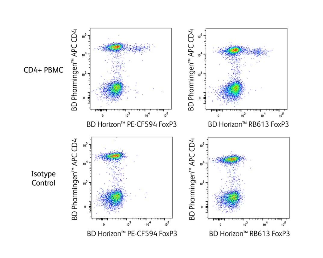 B613 FoxP3- ntracellular Transcription- actor Detection