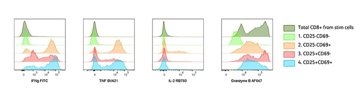 Cytokines expression at different activation stages of CD8+ T cells