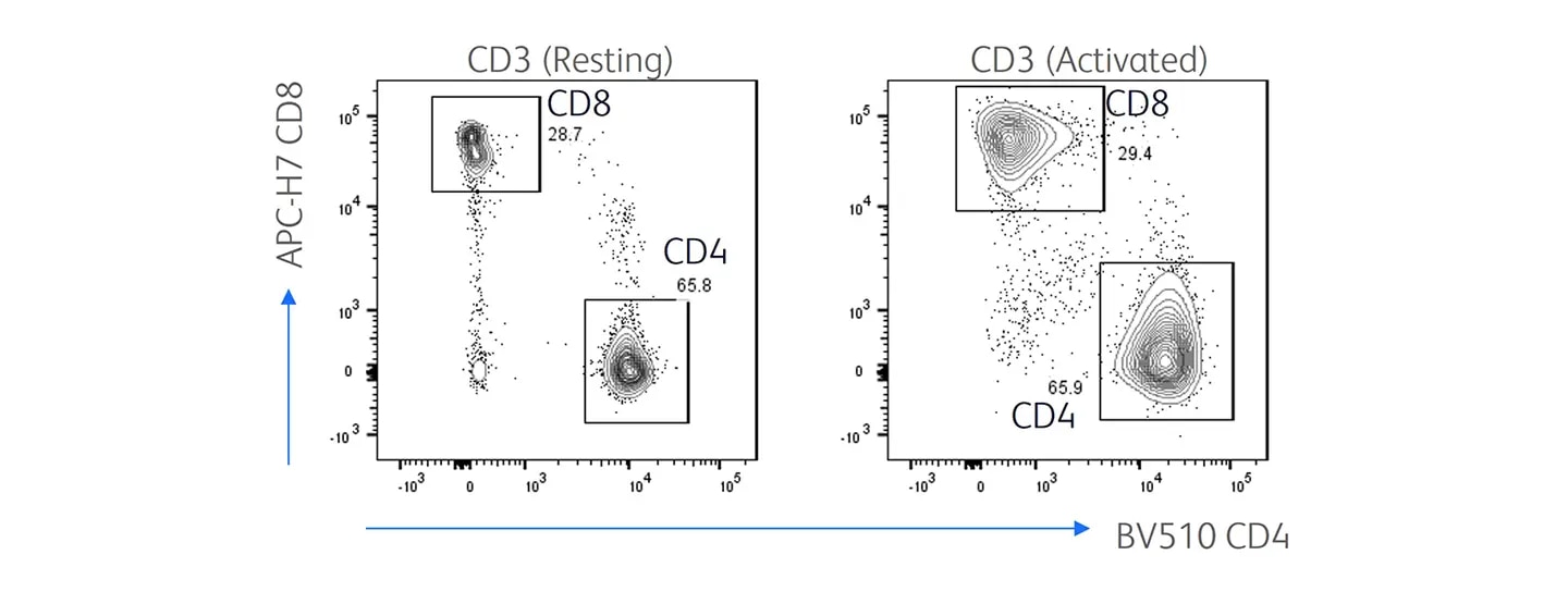 T cell subsets after activation