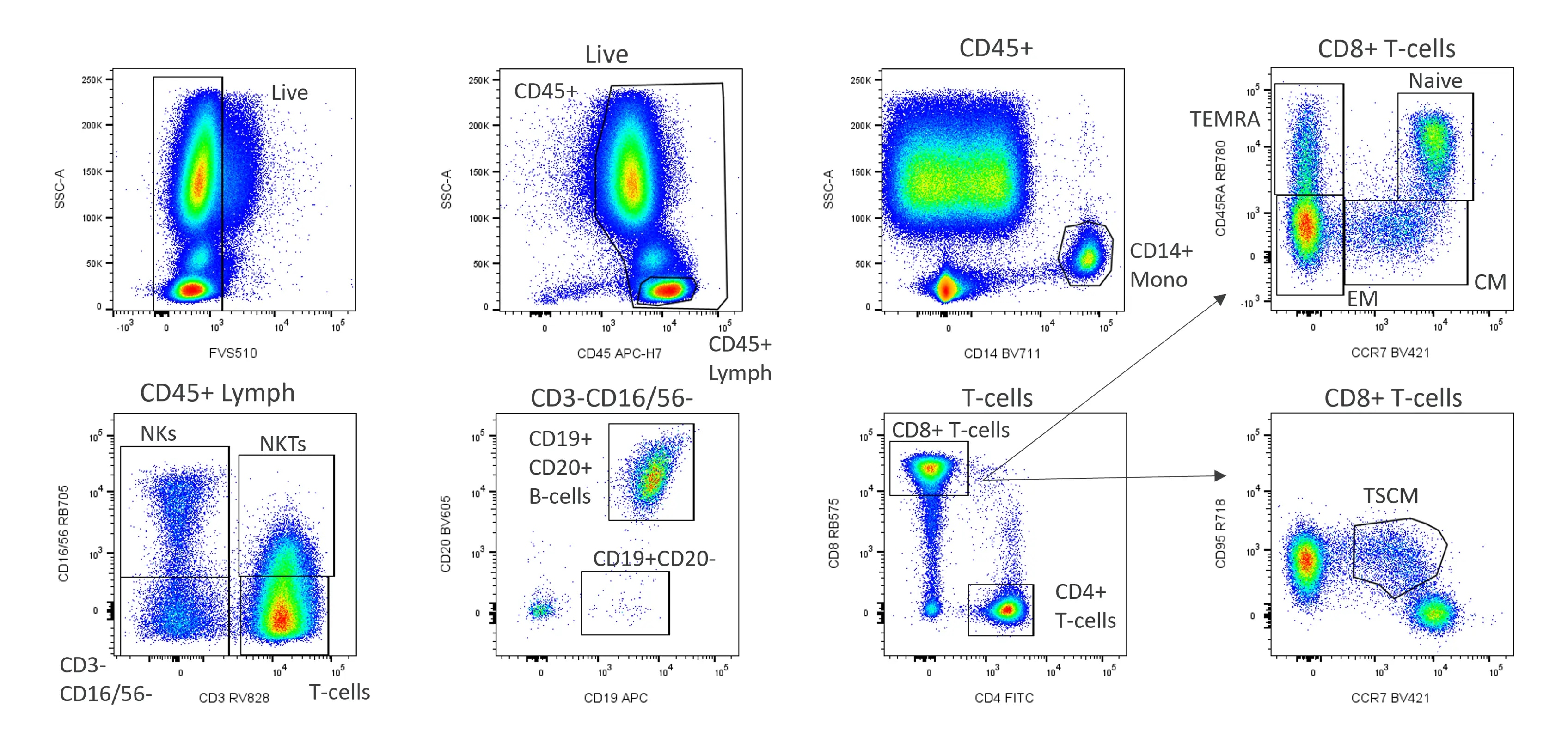 RB575 Multicolor Flow Cytometry Panel