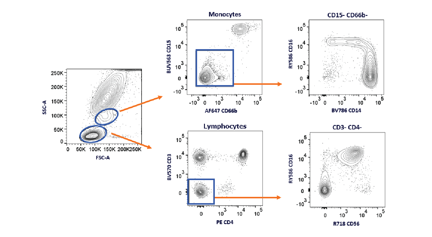 RY586 and PE Spectral Multi-Color Flow Cytometry Panel