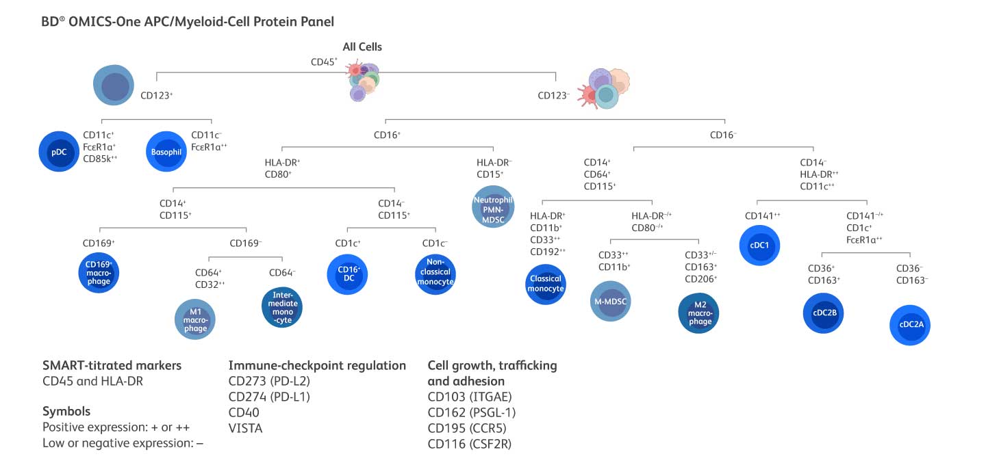 APC Myeloid Cell Tree