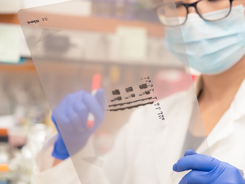 Ученые свои результаты исследования. Western blot Results.