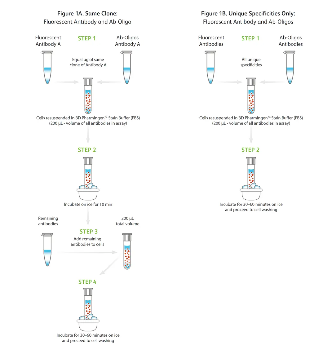 pdf-to-page-conversion-project/bd-co-staining-with-fluoroscent-antibodies/Co-Staining-Workflow