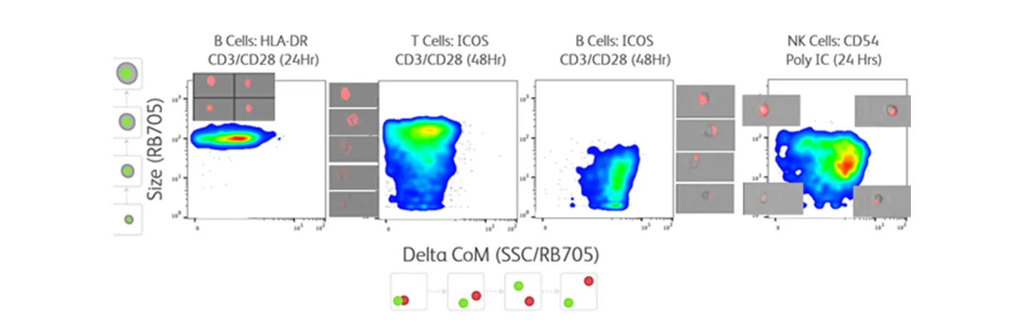 Assessing Activation Marker Distribution