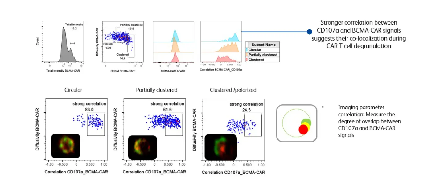 BD CAR Detection Reagents